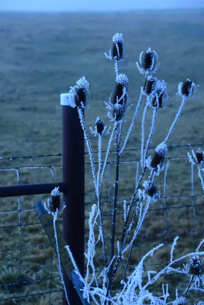 DSC_0965 (Large).JPG